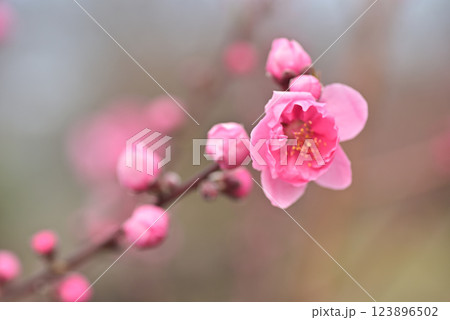 桃の花 123896502