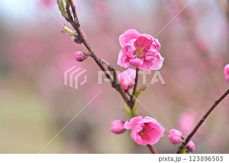 桃の花 桃の花 123896503