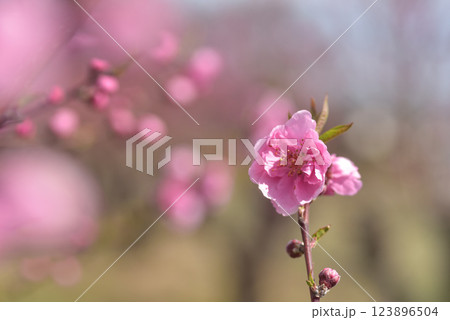 桃の花 桃の花 123896504
