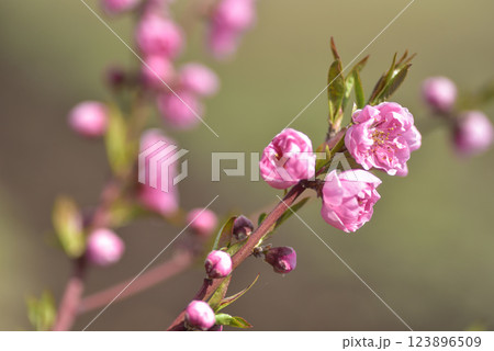 桃の花 桃の花 123896509