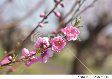 桃の花 桃の花 123896510