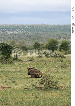 One blue wildebeest in bushland african savanna 123896518