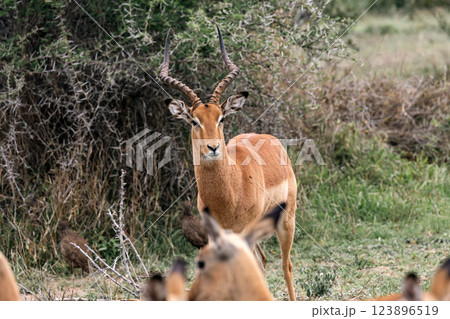 impala male in savanna, African black-footed antelope impala male in savanna, African black-footed antelope 123896519