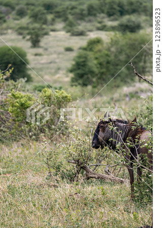 blue wildebeest in African savanna 123896523