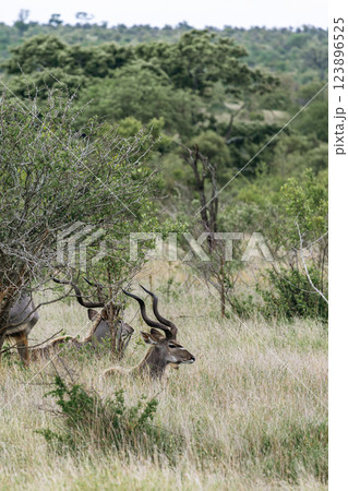 Males Greater Kudu resting in african savanna Males Greater Kudu resting in african savanna 123896525