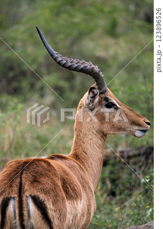 Impala male close up portrait, African black-footed antelope Impala male close up portrait, African black-footed antelope 123896526
