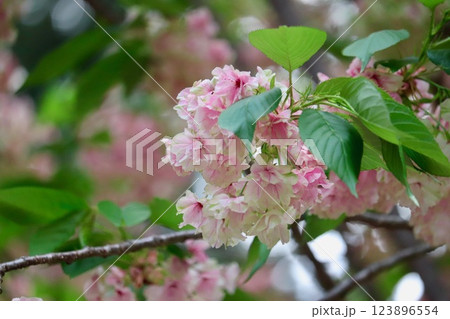 甲府市の金櫻神社の鬱金桜・2 123896554