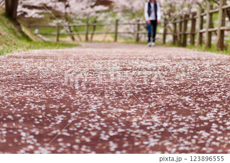 沢山の桜の花びらが散った公園の道 沢山の桜の花びらが散った公園の道 123896555
