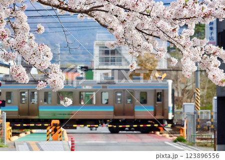 満開の桜と電車・1 123896556