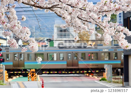 満開の桜と電車・2 満開の桜と電車・2 123896557