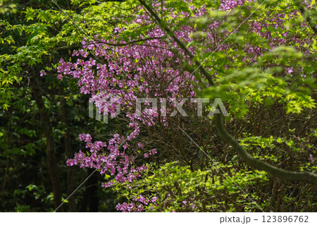 城陽市鴻ノ巣山のつばつつじを撮影したもの 城陽市鴻ノ巣山のつばつつじを撮影したもの 123896762