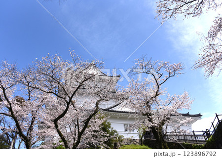 桜　小田原城 123896792