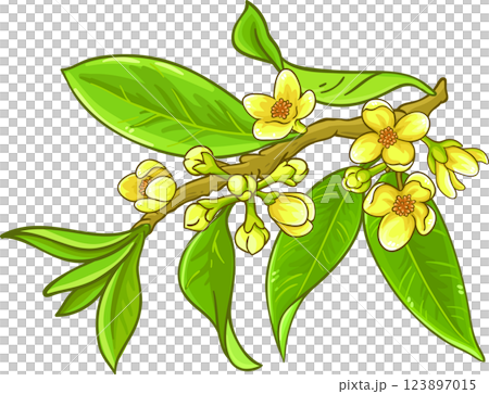 Garcinia Branch with Flowers Fruits and Leaves Colored Detailed Illustration. Garcinia Branch with Flowers Fruits and Leaves Colored Detailed Illustration. 123897015