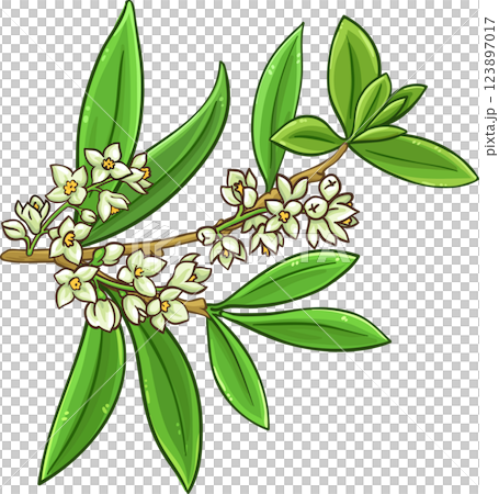 Olive Branch with Flowers and Leaves Colored Detailed Illustration. Organic natural nutritional healthy food ingredient, vegetarian diet product. Olive Branch with Flowers and Leaves Colored Detailed Illustration. Organic natural nutritional healthy food ingredient, vegetarian diet product. 123897017