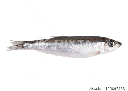 Small sprat fish isolated on a white background Small sprat fish isolated on a white background 123897428