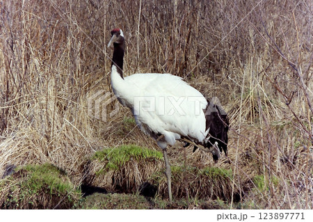 Red-crowned crane @Kushiro-shitsugen / 丹頂鶴 @釧路湿原 123897771