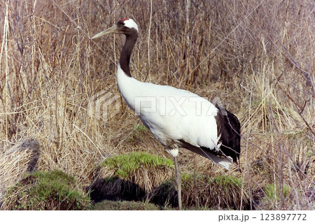 Red-crowned crane @Kushiro-shitsugen / 丹頂鶴 @釧路湿原 Red-crowned crane @Kushiro-shitsugen / 丹頂鶴 @釧路湿原 123897772
