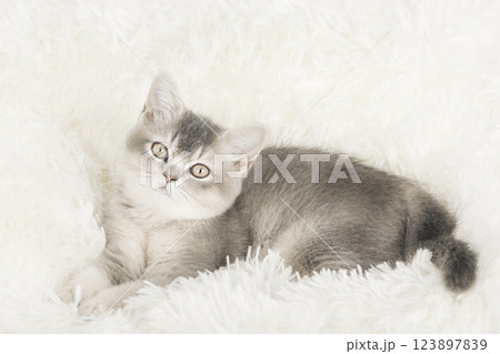 cute kitten with yellow eyes 123897839
