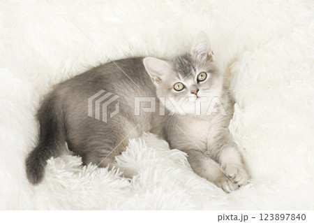 cute kitten with yellow eyes cute kitten with yellow eyes 123897840