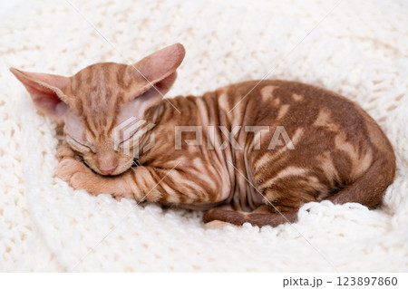 cute kitten with yellow eyes cute kitten with yellow eyes 123897860