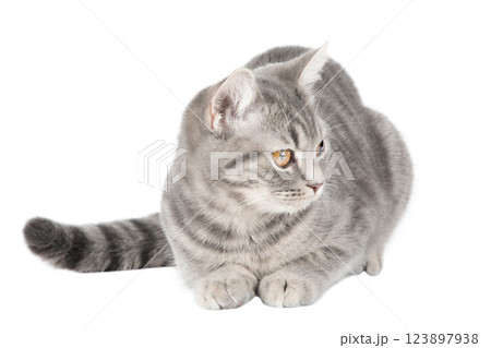 cute gray scottish kitten isolated cute gray scottish kitten isolated 123897938