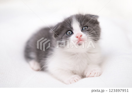 cute kitten with yellow eyes 123897951