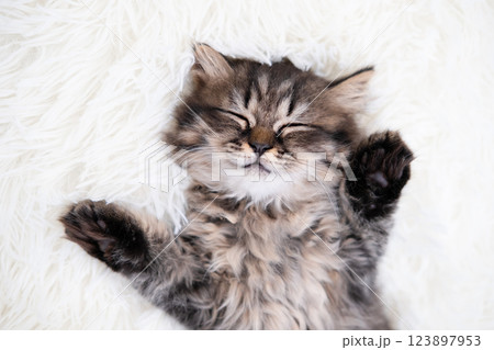 cute kitten with yellow eyes 123897953