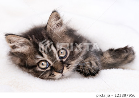 cute kitten with yellow eyes 123897956