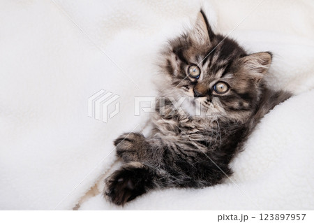 cute kitten with yellow eyes 123897957