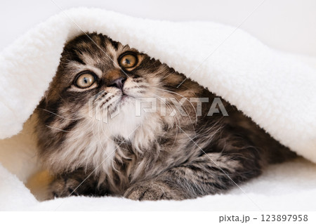 cute kitten with yellow eyes 123897958
