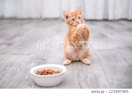 cute kitten with yellow eyes cute kitten with yellow eyes 123897965