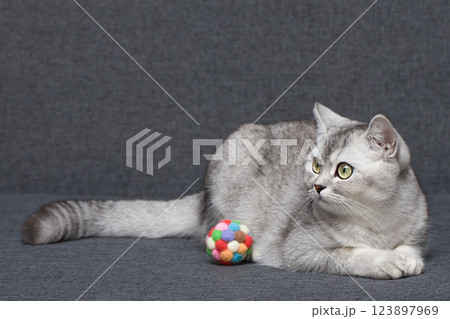 cute kitten with yellow eyes 123897969