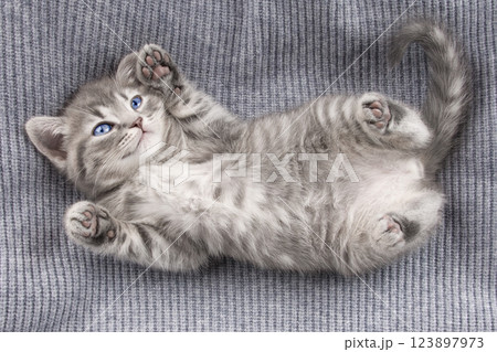 cute kitten with yellow eyes 123897973