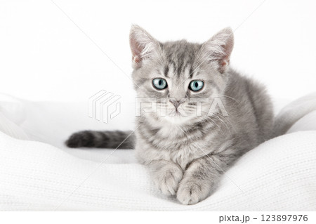 cute kitten with yellow eyes 123897976