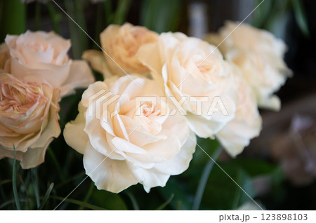 白い薔薇　アップ 123898103