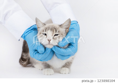 veterinarian examines a blond cat in blue gloves veterinarian examines a blond cat in blue gloves 123898104
