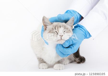 veterinarian examines a blond cat in blue gloves 123898105