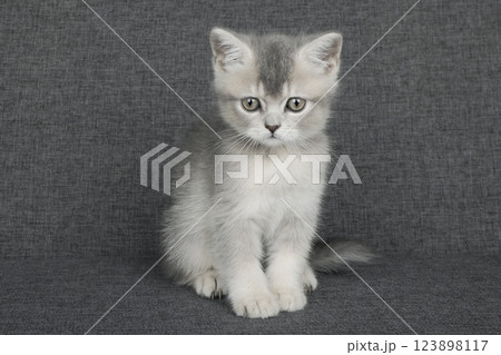 cute gray kitten cute gray kitten 123898117