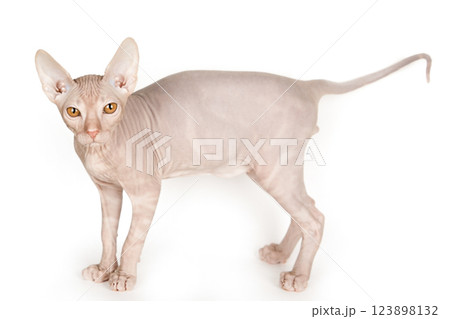cute gray scottish kitten isolated cute gray scottish kitten isolated 123898132