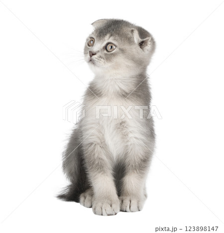 cute gray scottish kitten isolated cute gray scottish kitten isolated 123898147