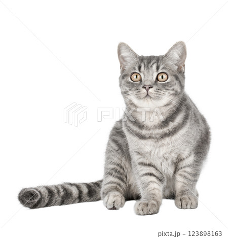 cute gray scottish kitten isolated cute gray scottish kitten isolated 123898163