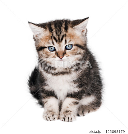 cute gray scottish kitten isolated 123898179