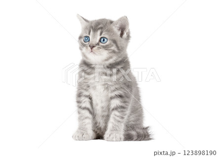 cute gray scottish kitten isolated cute gray scottish kitten isolated 123898190