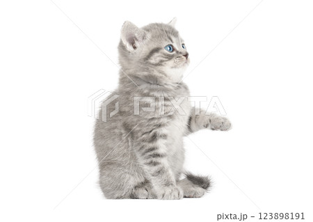 cute gray scottish kitten isolated 123898191