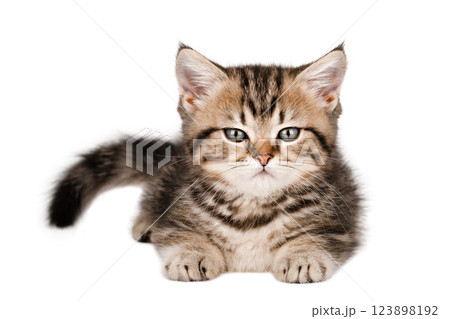 cute gray scottish kitten isolated cute gray scottish kitten isolated 123898192