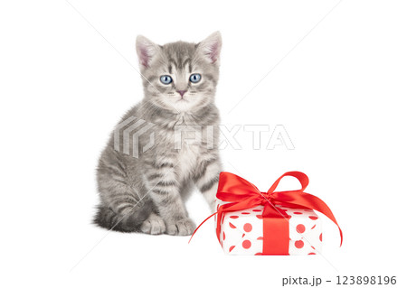 cute gray scottish kitten isolated cute gray scottish kitten isolated 123898196