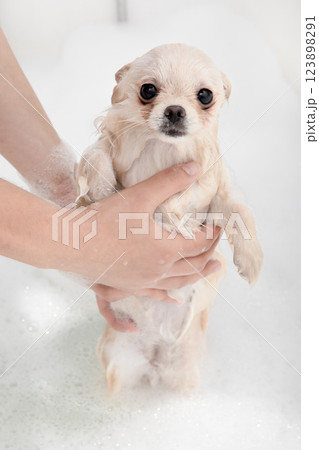 Pomeranian Spitz takes a bath with soapy water Pomeranian Spitz takes a bath with soapy water 123898291