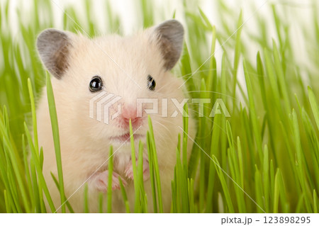 cute brown hamster sitting in the grass looking straight ahead 123898295