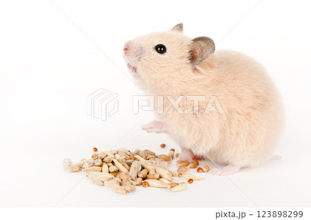 brown hamster eat food on a light background 123898299