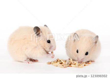 brown hamster eat food on a light background 123898302